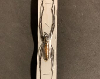 Tessitore dorato (Nephila pilipes) A1-