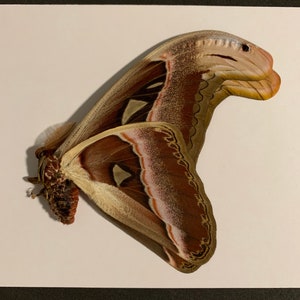 pair of Unmounted attacus atlas (male,female)
