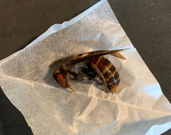 Vespa mandarinia (Queen murder hornet)