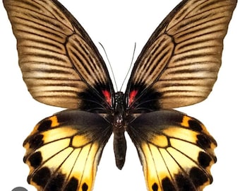 1 A-1 Papilio Hesperus Cameroon Real Butterfly, Unmounted - Etsy