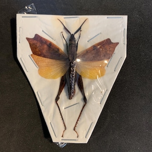 trigonopteryx Celebesia