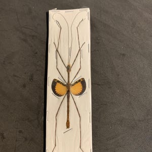 pseudodiacantha macklottii