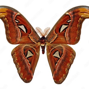 Unmounted attacus atlas (male)