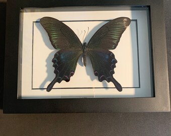 mounted papilio bianor