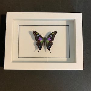 mounted Graphium weiskei