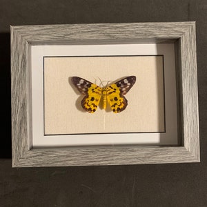 framed dysphania militaris (day moth)