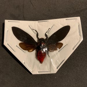 huechys sanguinea