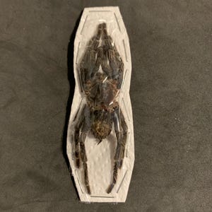 Hapalotremus carabaya