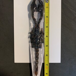 5 Unmounted giant forest scorpions
