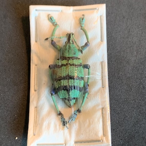 Eupholus Magnificus (green shades)