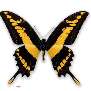 papilio thoas cinyras