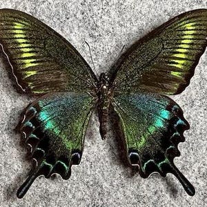 papilio maackii summer form