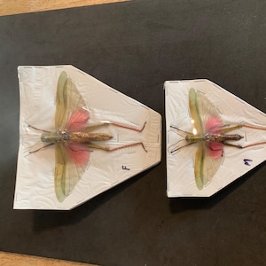 chondricriacris rosea rosea