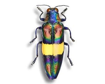 Hoplia Coerulea One Real Metallic Blue Scarab Beetle Unmounted