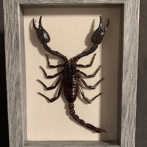 framed forest scorpion