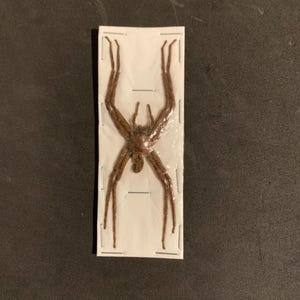 unmounted spider