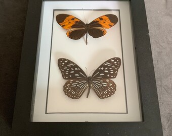 mounted butterfly arrangement