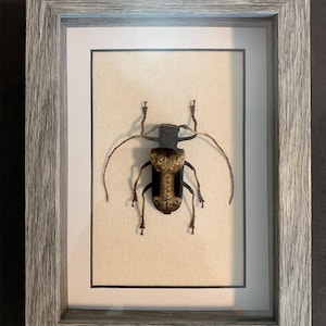 Petrognatha gigas ( African longhorn beetle)