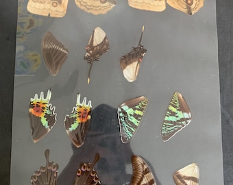 laminated wings for jewelry/ craft