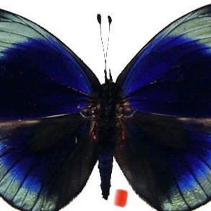 Puede incluir: Una mariposa azul con marcas blancas en sus alas. La mariposa está montada sobre un fondo blanco.