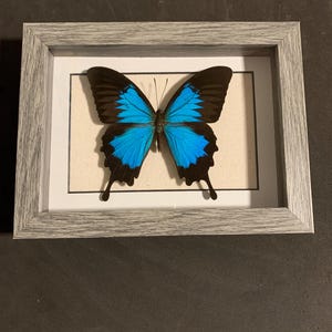 framed papilio ulysses