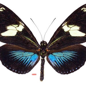 heliconius doris aristomache