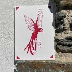 Loro de Claire Astigarraga