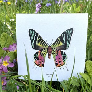 Papillon Uranie by Edith Timmerman