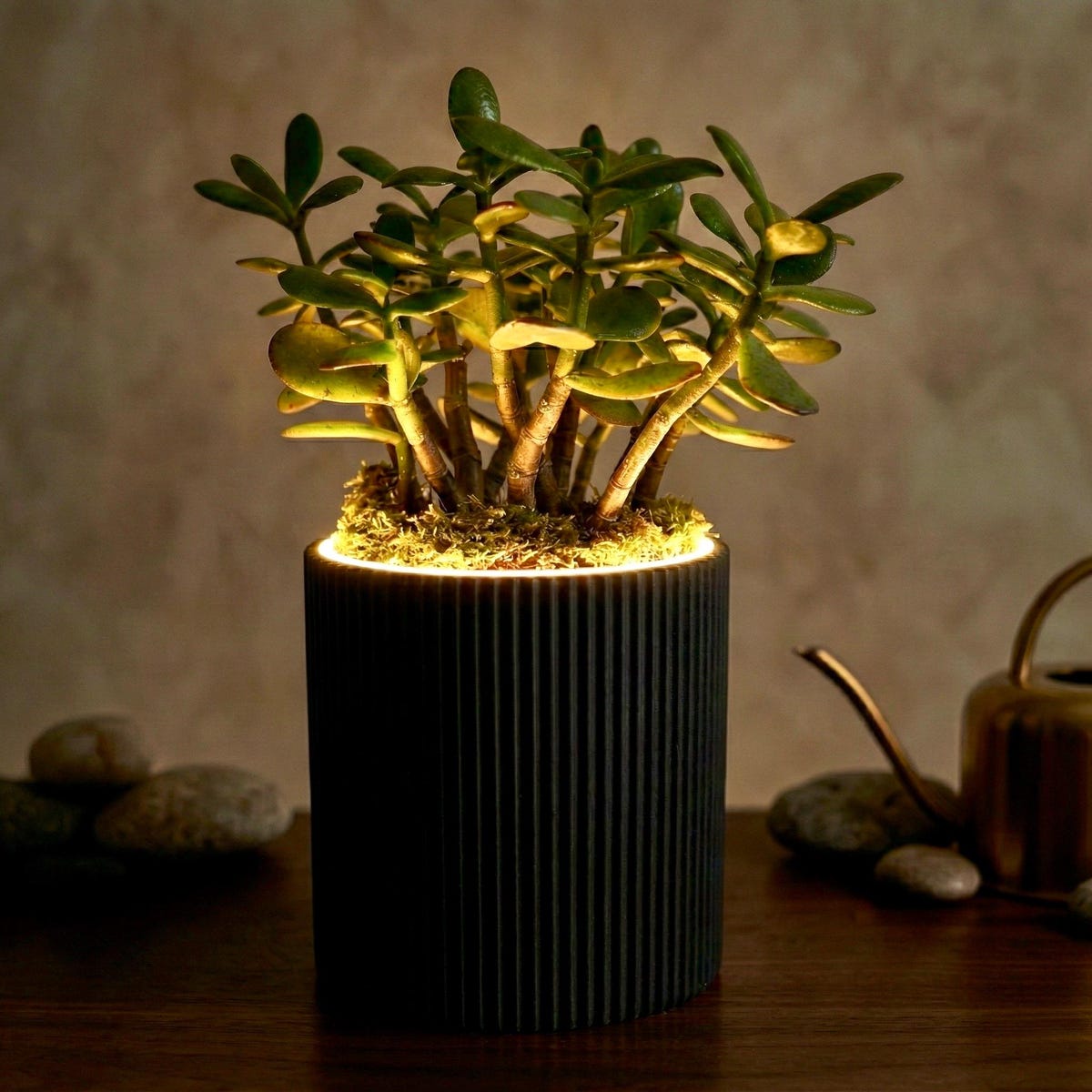 LED Plant Spotlight Ribbed Planter | Illuminated and Dimmable Display for Indoor Plants - Etsy
