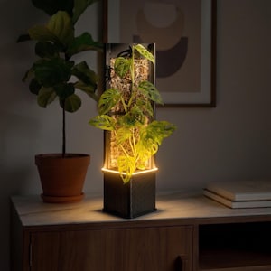 May include: A contemporary illuminated plant display. The black, rectangular structure contains a vibrant green plant with distinctive leaf patterns, illuminated by a warm, glowing light. The display is on a wooden cabinet, with a potted plant in the background.