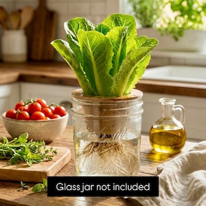 May include: A clear glass jar with a wooden lid, containing water and the roots of a green leafy plant. The jar sits on a wooden surface, with a bowl of red tomatoes and a small bottle of oil in the background. Text on the image reads: Glass jar not included.