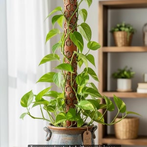 Kit de tutores de musgo grandes - Modular y ecológico - Soporte expandible para plantas para jardines interiores prósperos