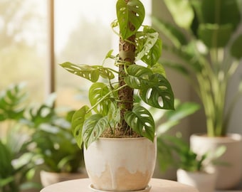 Moss Pole Kit - Modular & Eco-Friendly - Expandable Plant Support for Thriving Indoor Gardens