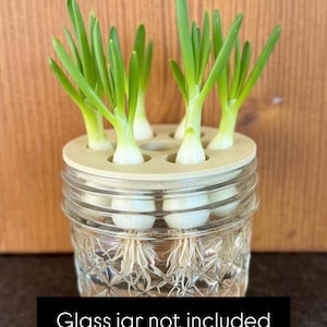 Green Onion Propagation Station • 7-Slot Regrow Stand for Scallions + Cuttings (Sweet Potato Slips, Herbs)