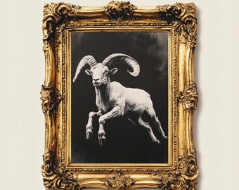Vintage Ram Art Print, Dark Academia, Gothic Animal Poster