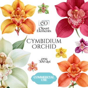 May include: A collection of watercolor cymbidium orchid illustrations in various colors including yellow, orange, magenta, and white. The text reads 60 Clipart Elements, CYMBIDIUM ORCHID, .png 300 dpi, and COMMERCIAL USE on a light blue label.
