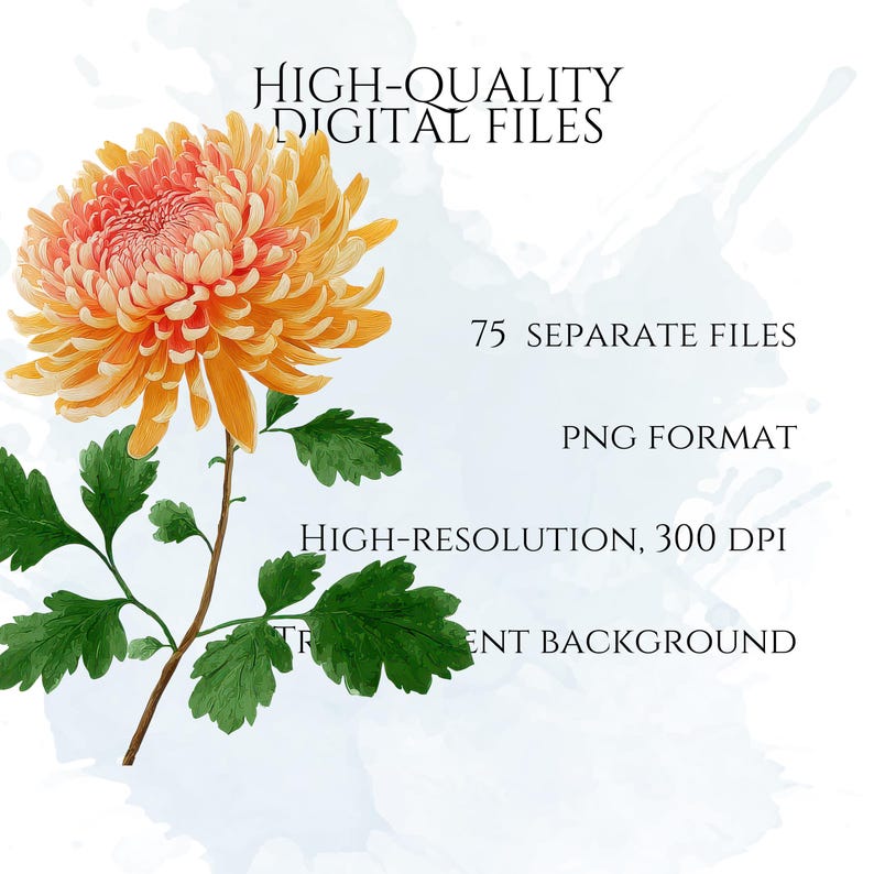 Chrysanthemums Clipart, Vintage Mum Flower Illustrations, Botanical Chrysanthemum PNG Graphics for Crafts, Invitations, Scrapbooking & POD
