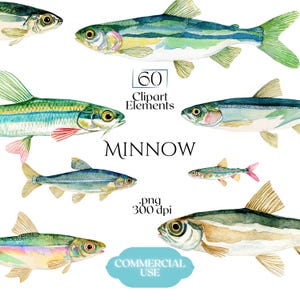May include: Watercolor illustrations of various minnow fish in shades of green, blue, yellow, and pink. The image includes the text "60 Clipart Elements" and "MINNOW". The image also includes the text ".png 300 dpi" and "COMMERCIAL USE".