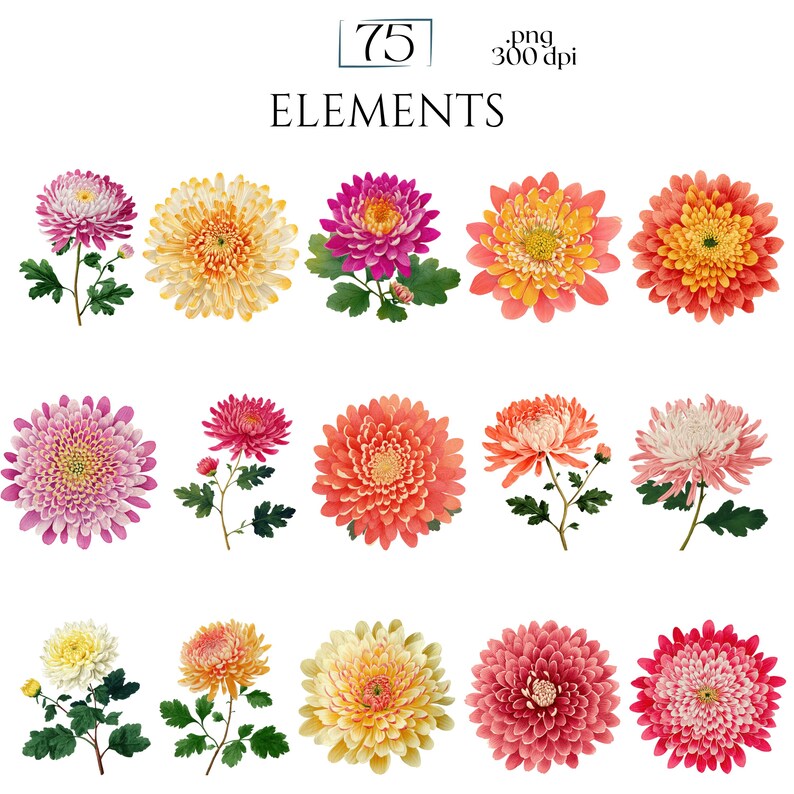 Chrysanthemums Clipart, Vintage Mum Flower Illustrations, Botanical Chrysanthemum PNG Graphics for Crafts, Invitations, Scrapbooking & POD