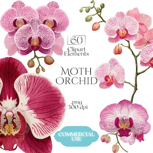 May include: Watercolor illustration of moth orchids in various stages of bloom. The flowers are pink and purple with intricate patterns. The image includes text that reads "60 Clipart Elements" and "Moth Orchid".