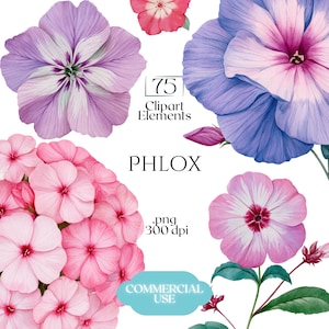 Phlox clipart, aquarel vlam bloem graphics, Phlox bloesem afbeeldingen (75 bestanden, transparante achtergrond)