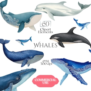 Puede incluir: Ilustraciones en acuarela de varias ballenas y un delfín en tonos azules y grises. La imagen incluye el texto "60 Clipart Elements" y "Whales". Una pancarta rosa dice "Commercial Use".