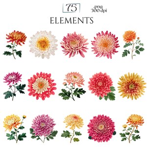 Chrysanthemums Clipart, Vintage Mum Flower Illustrations, Botanical Chrysanthemum PNG Graphics for Crafts, Invitations, Scrapbooking & POD
