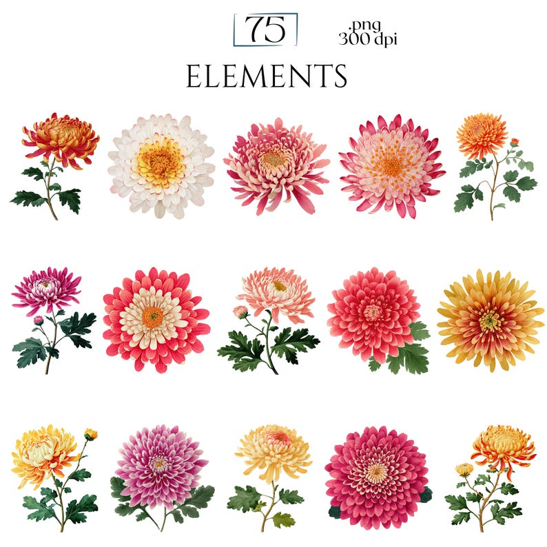 Chrysanthemums Clipart, Vintage Mum Flower Illustrations, Botanical Chrysanthemum PNG Graphics for Crafts, Invitations, Scrapbooking & POD
