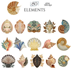 Art Nouveau Seashells Clipart, Ornamental Vintage Sea Shell PNG Graphics with Transparent Background for Branding, Decor & POD