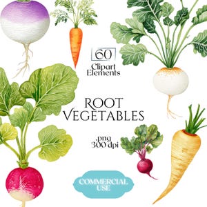 Pode incluir: Ilustração em aquarela de vários vegetais de raiz, incluindo cenouras, nabos, rabanetes e pastinacas. A imagem inclui o texto "Root Vegetables", "60 Clipart Elements" e "Commercial Use".