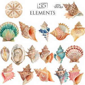 Watercolor Seashell PNG Bundle