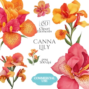 May include: A watercolour illustration featuring vibrant Canna Lily flowers in red, orange, and yellow hues. The image includes text: "60 Clipart Elements", "Canna Lily", ".png 300 dpi", and "Commercial Use".