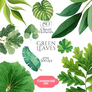 May include: A collection of 80 green leaf clipart elements in various shapes and shades of green. The image includes text that reads "Green Leaves" and "Commercial use". The leaves are arranged on a white background.