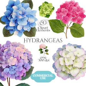Könnte beinhalten: Eine digitale Sammlung von 60 Hortensien-Clipart-Elementen mit verschiedenen Blütenclustern in Blau-, Rosa-, Lila- und Grüntönen. Das Bild enthält den Text 60 Clipart Elements, HYDRANGEAS, .png 300 dpi und COMMERCIAL USE.